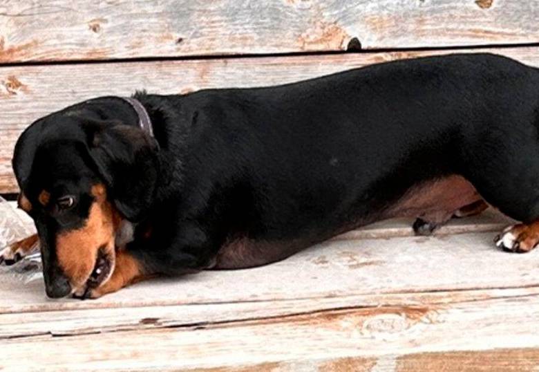 Un perro salchicha gana premio Guinness por destapar botellas de plástico
