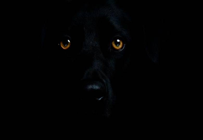 ¿Los perros ven en la oscuridad? 