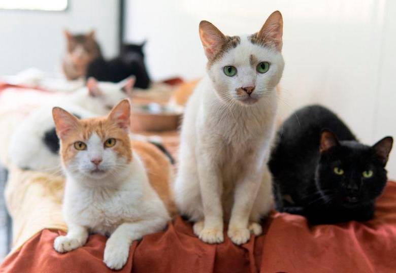 80 perros y gatos de La Perla podrán encontrar hogar este sábado