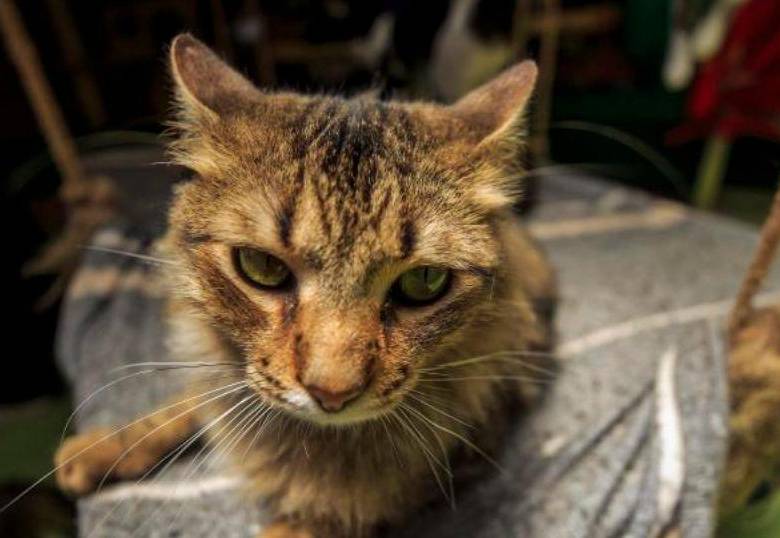 ¿Cuántas razas de gatos hay en el mundo? Tica tiene el registro