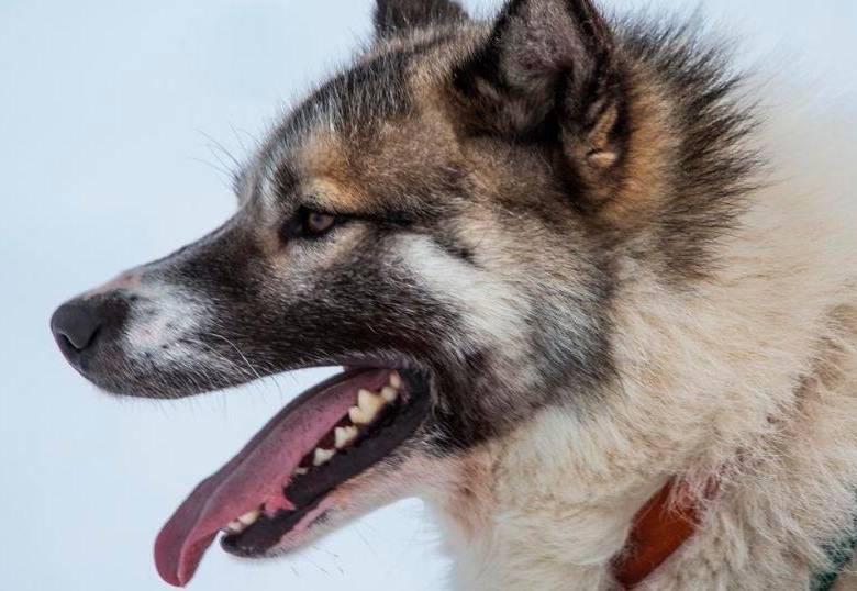 Con perro gigante llaman atención por deshielo en el Ártico