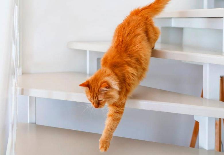 ¿Qué significa que un perro o gato sea zurdo? 