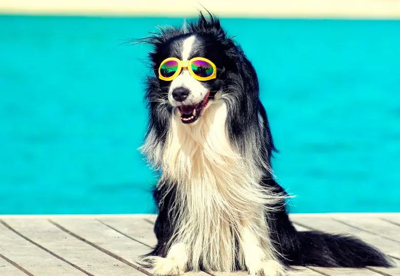 Protector solar en mascotas: más que moda, una necesidad