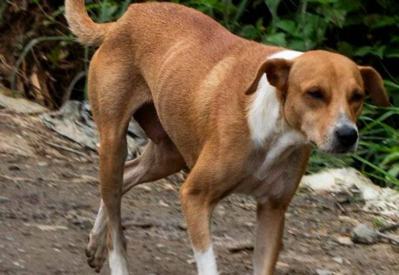 Conjuntivitis en perros: ¿cómo se trata?