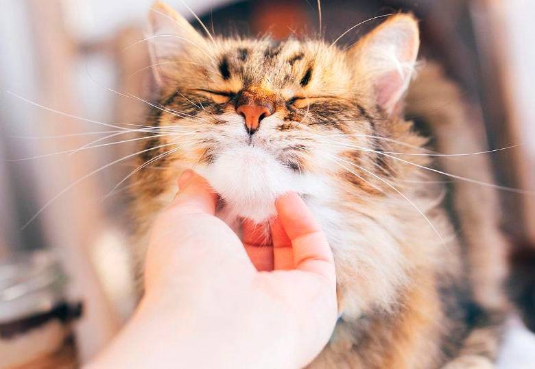 Cinco enfermedades que transmiten los gatos a los humanos