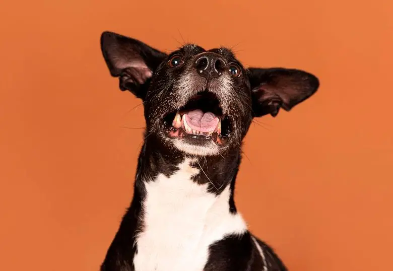 ¿Qué significa el ladrido de un perro?