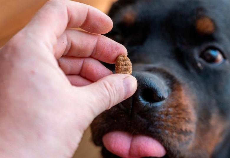 ¿Cómo reforzar el sistema inmune de los perros? 