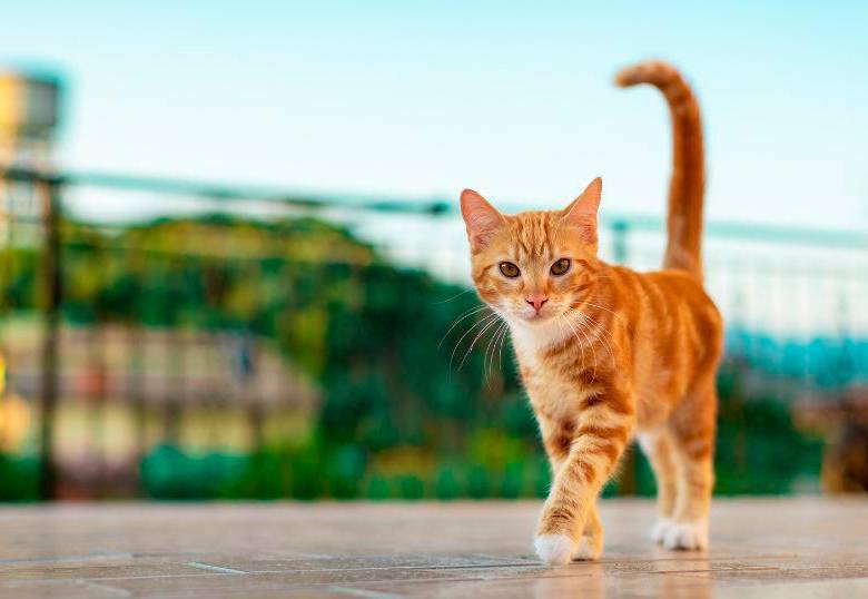 [En video] Cinco gatos entrenados para seguir comandos