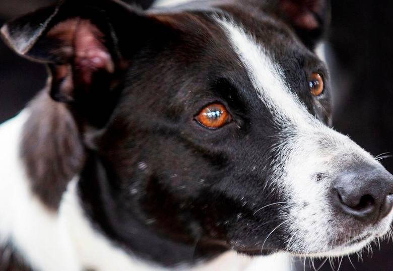 Mi perro tiene verrugas, ¿qué debo hacer?