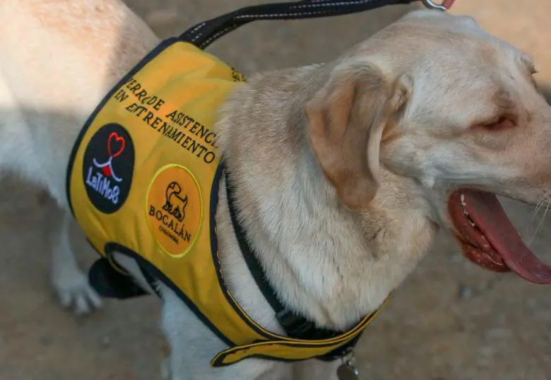 ¿Cómo preparar a tu mascota para una emergencia climática?