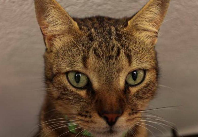 El gato Torbo no existe, pero sus llamadas sí: así empezó todo por una camiseta