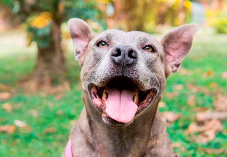 Estas son las razones por las que los perros lamen el suelo