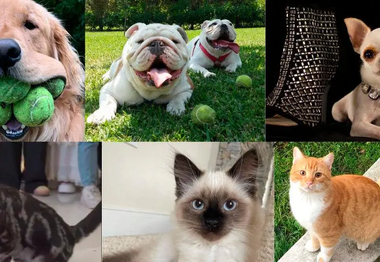 Los perros y gatos más increíbles según los Récords Guinness