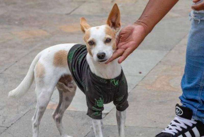 Día Internacional del Perro sin Raza: ¡Vivan los criollos!
