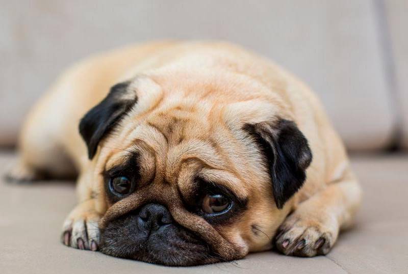 ¿Tu perro es sordo? Así puedes saberlo