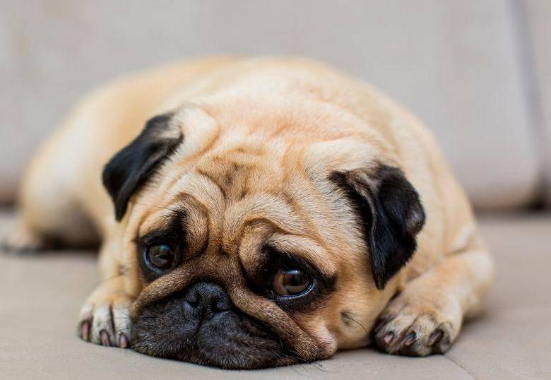 ¿Tu perro es sordo? Así puedes saberlo