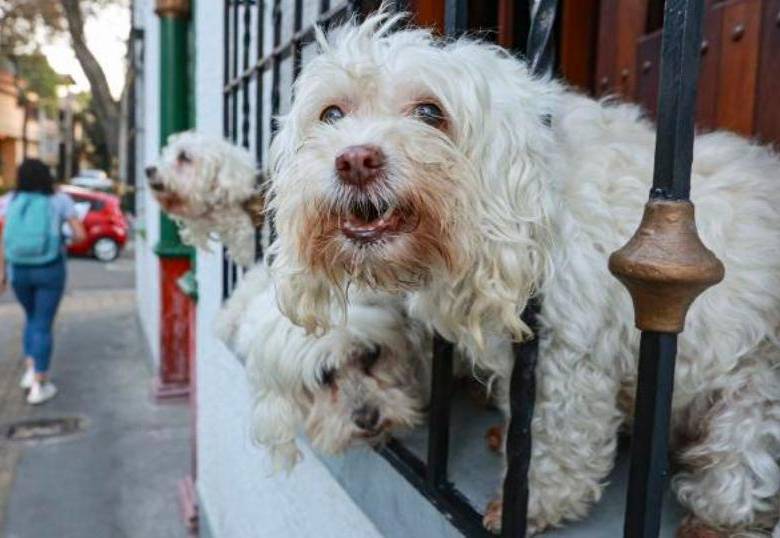 En Colombia se compran más productos para mascotas que pañales para bebé