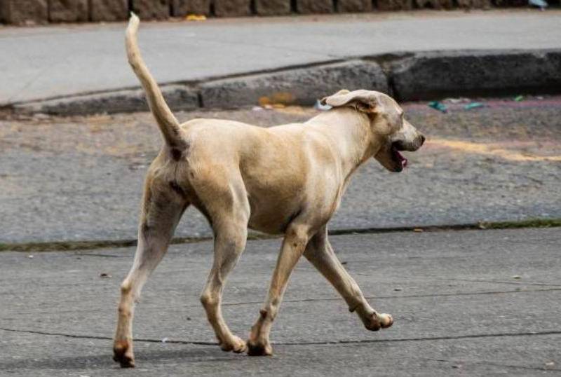 ¿Los perros pueden quedarse calvos? Esta es la alopecia canina