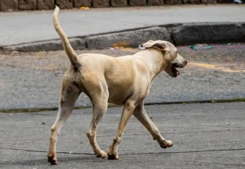 ¿Los perros pueden quedarse calvos? Esta es la alopecia canina