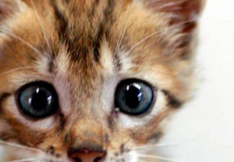 Significado de la M que tienen los gatos pardos en la frente