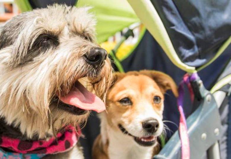 ¿Por qué los perros comen rápido?
