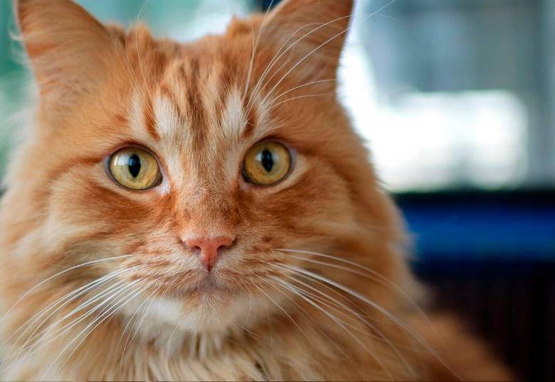 ¿Por qué los gatos son perfectos evolutivamente? Esto dice la ciencia 