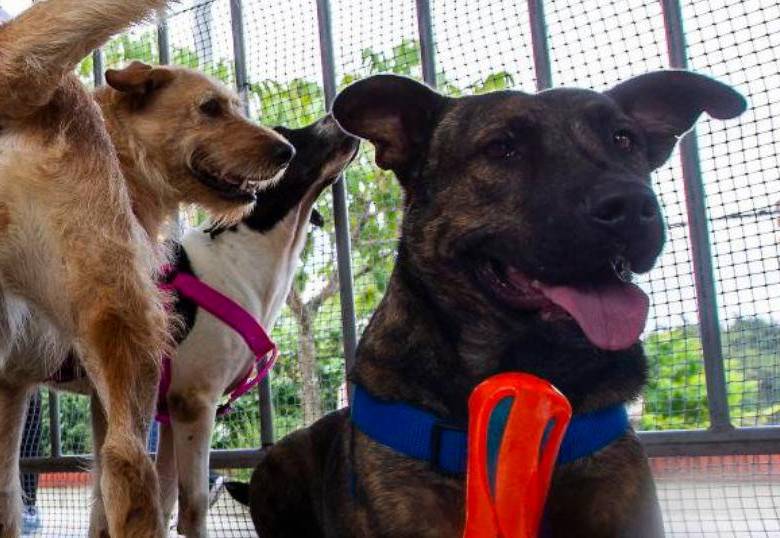 Por esta razón los perros huelen la entrepierna de las personas