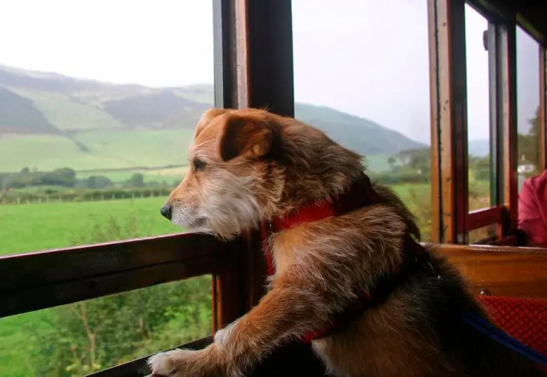 Top seis de razas de perros que más muerden
