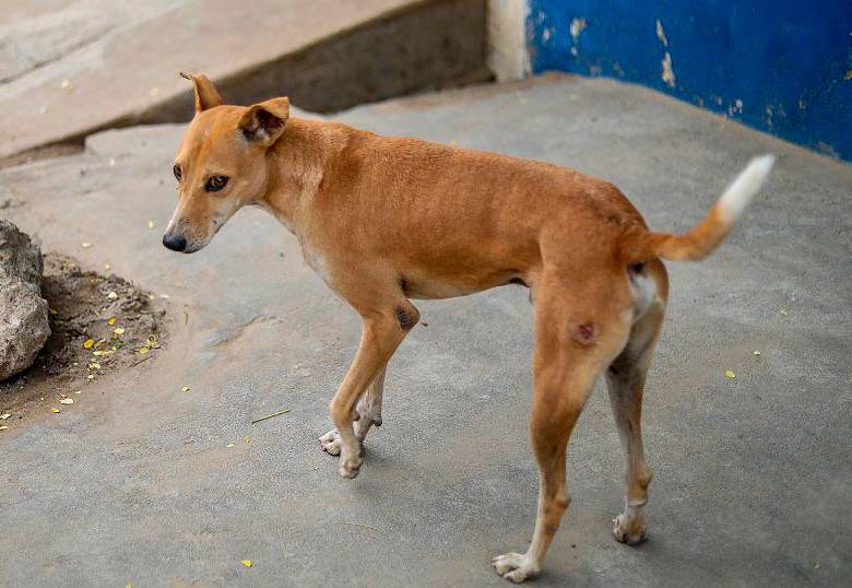 Los perros callejeros entienden los gestos humanos