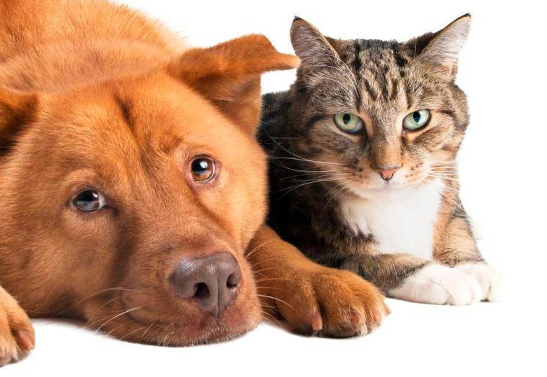 ¿Cómo se adaptan los perros y los gatos a la ciudad?