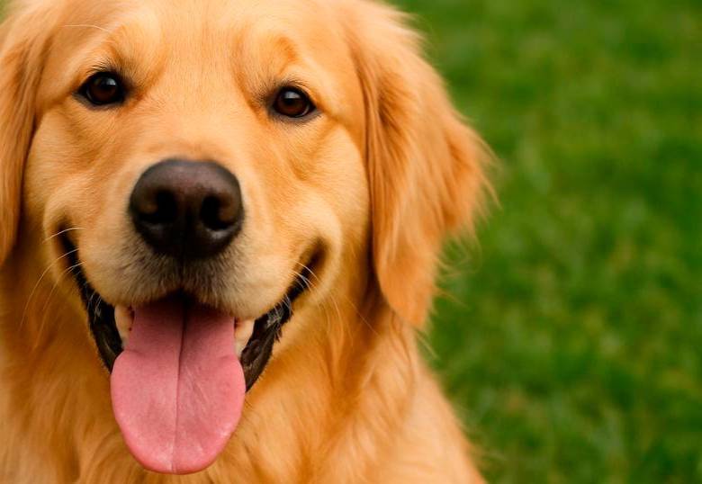 [En video] Señales de que tienes la personalidad de un golden retriever