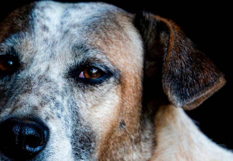 Este es el idioma en el que tu perro ladra