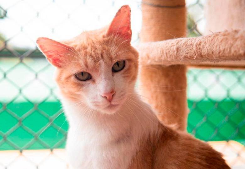 Problemas comunes del comportamiento en gatos