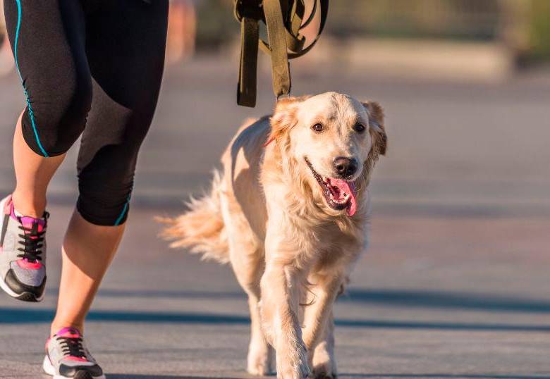 Correr con tu perro: cómo hacerlo de forma segura