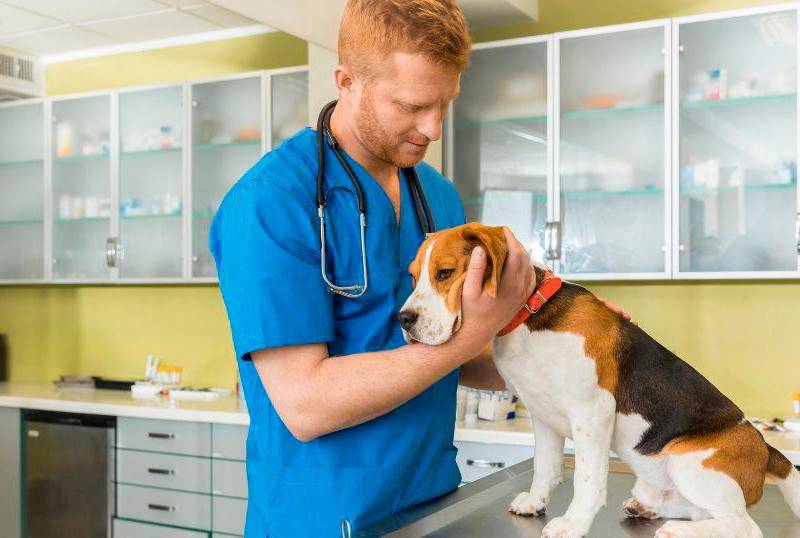 Hipertensión en perros, enfermedad silenciosa y de alto riesgo