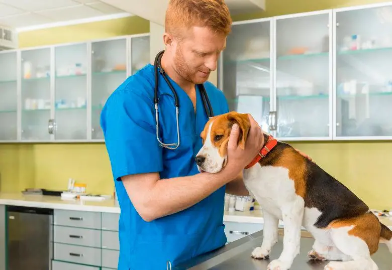 Hipertensión en perros, enfermedad silenciosa y de alto riesgo