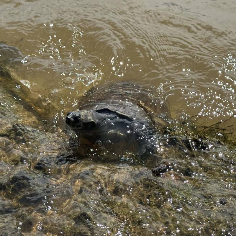 Las torturas fueron encontradas en viviendas, negocios y decomisadas durante operativos contra el tráfico de fauna silvestre. FOTO: Cortesía Área Metropolitana