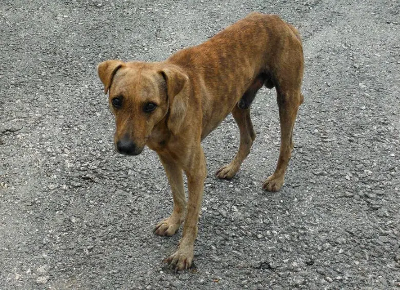 ¿Sabe por qué los perros callejeros monos son tan comunes? Le contamos