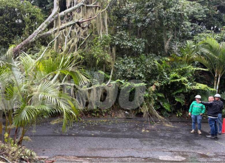 EN FOTOS: Un árbol se cayó, asustó a vecinos y bloqueó el paso en Envigado
