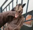Esta es la zari que irrumpió en el motel, por sus características se observa que es una zari comun <i>Didelphis marsupialis. </i>FOTO: CORTESÍA
