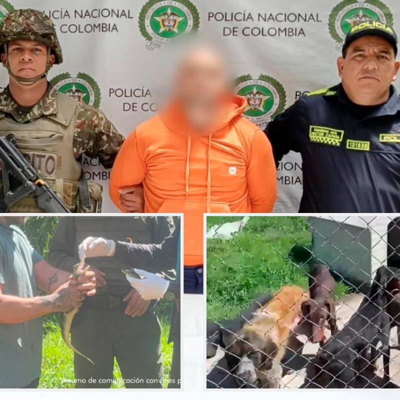 El hombre capturado es señalado de presuntamente tener más de 30 animales en precarias condiciones en un criadero ilegal. FOTOS Cortesía Fiscalía