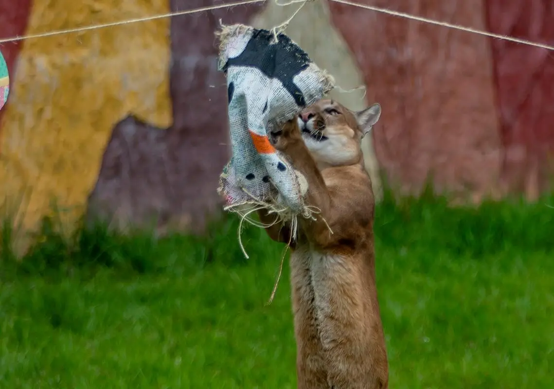 El programa Ambientales Navideños 2025 se consolida como una experiencia que combina ciencia, respeto por los animales y una visión moderna del manejo bajo cuidado humano. Foto: Juan Antonio Sánchez