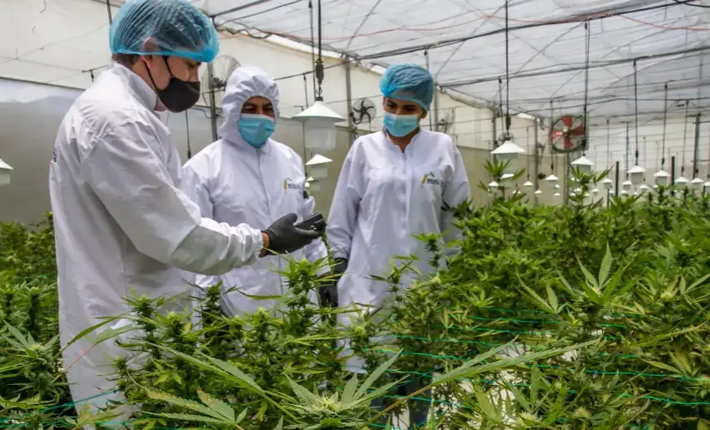 El decreto del 27 de octubre modifica la reglamentación del uso médico y científico del cannabis en Colombia. Foto: Juan Antonio Sánchez Ocampo.  El decreto del 27 de octubre modifica la reglamentación del uso médico y científico del cannabis en Colombia. Foto: Juan Antonio Sánchez Ocampo.