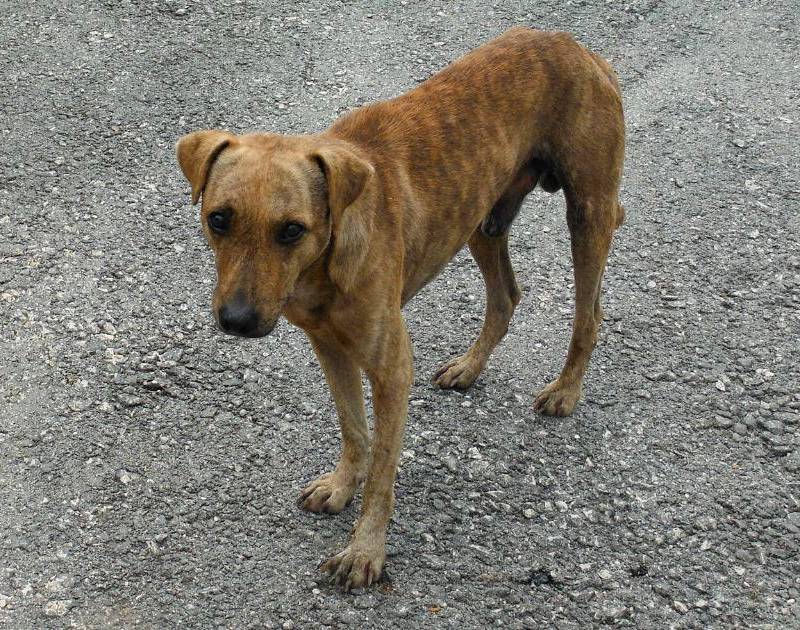 ¿Sabe por qué los perros callejeros monos son tan comunes? Le contamos