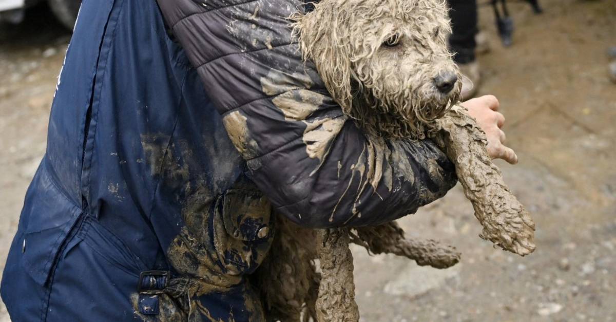 La Estremecedora Historia Del Perrito Que Sobrevivi A La Tragedia De