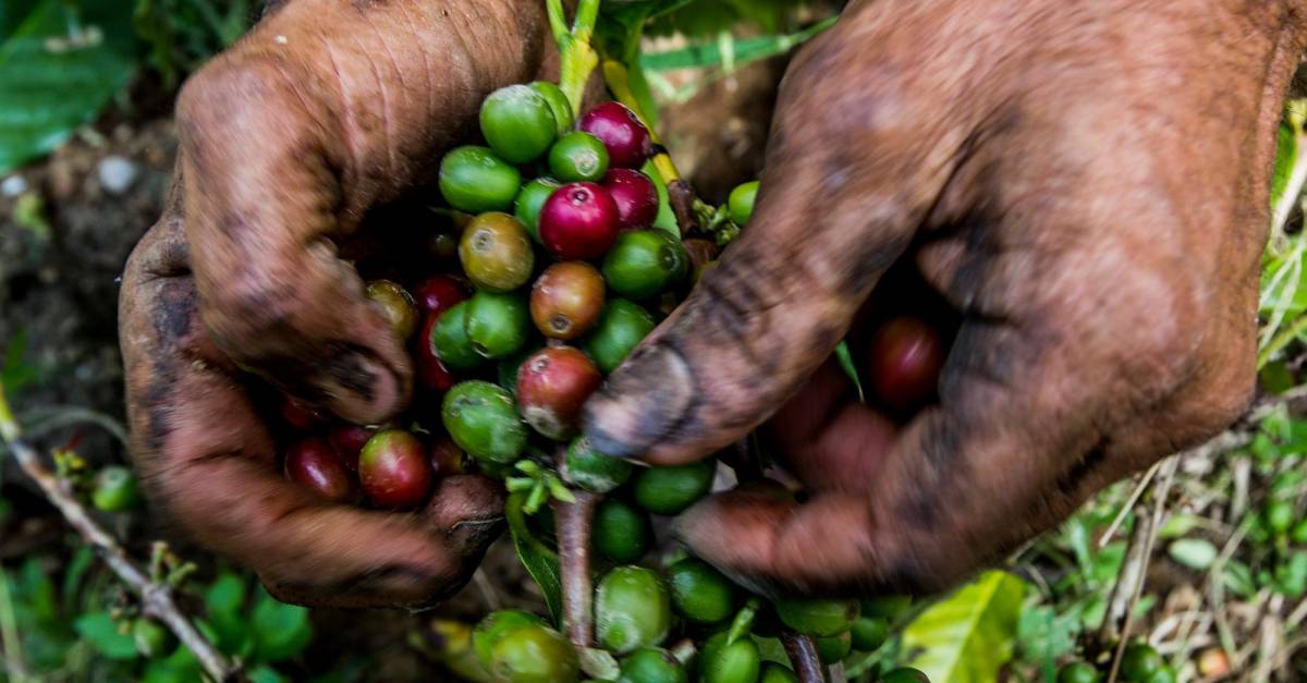 Sigue subiendo el café la carga alcanzó el precio interno más alto