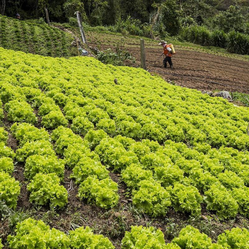 Imagen de referencia de unos cultivos en San Cristóbal. Foto: Julio César Herrera Echeverri.