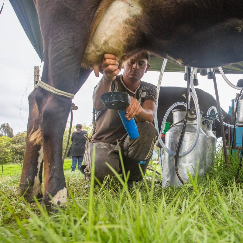 La producción de leche en Colombia alcanzó un récord histórico en 2025, impulsada por mejores condiciones climáticas y mayor consumo interno. FOTO EL COLOMBIANO