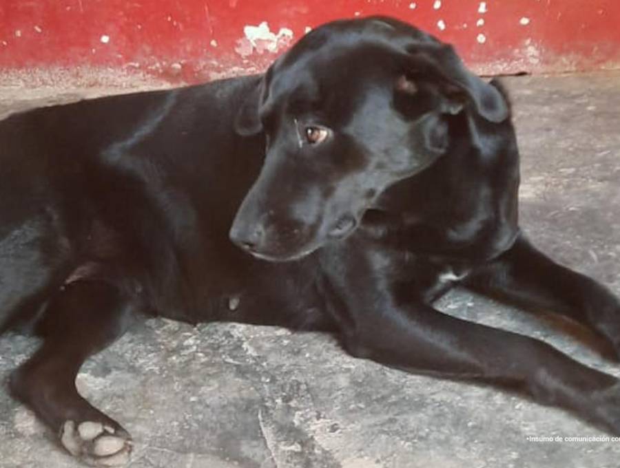 Médico veterinario imputado por la muerte de Alma, una perra embarazada en Antioquia. Foto: cortesía