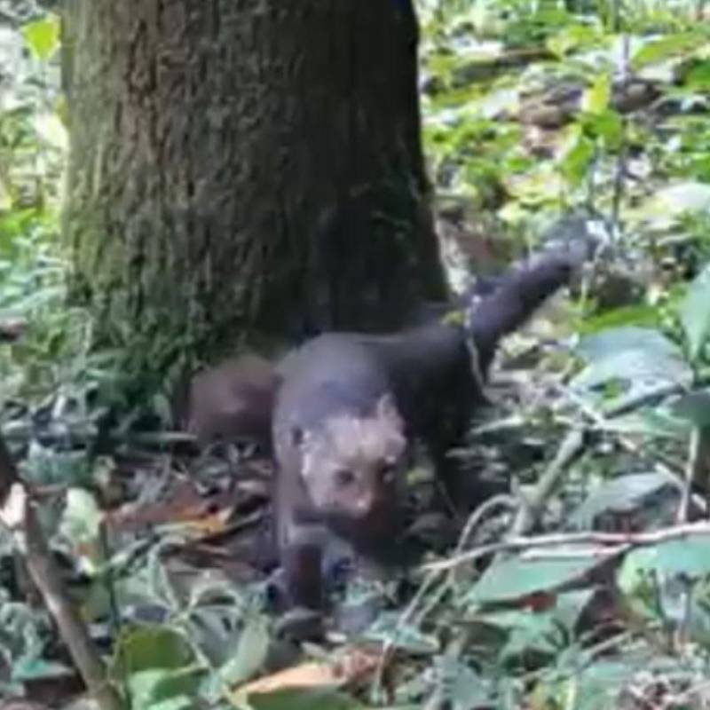 Los jaguarundí fueron avistados en el corregimiento El Manzanillo, de Itagüí, con cámaras trampa instaladas por los guardabosques de la Alcaldía de Itagüí. FOTO: Cortesía Alcaldía de Itagüí